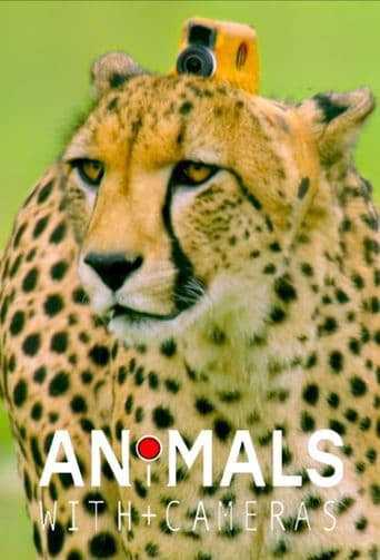 Animals with Cameras poster art