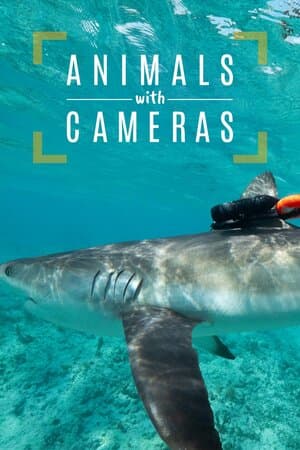 Animals With Cameras, A Nature Miniseries poster art