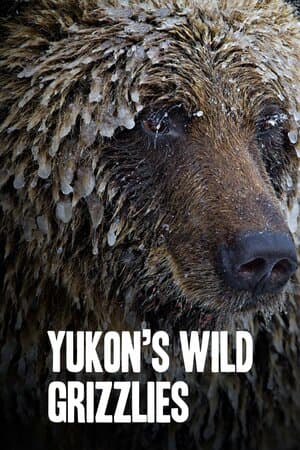 Yukon's Wild Grizzlies poster art