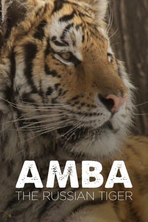 Amba The Russian Tiger poster art